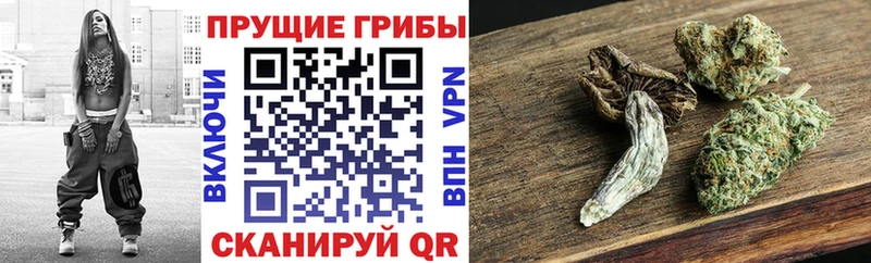 купить   Кондрово  Псилоцибиновые грибы Magic Shrooms 